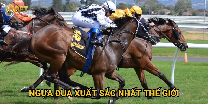 Những ngựa đua xuất sắc nhất thế giới qua góc nhìn của H3bet thế nào?